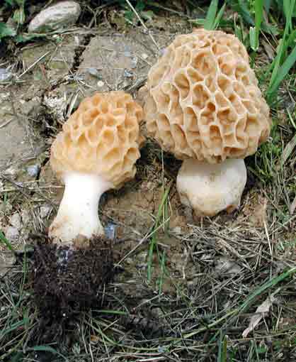  Image name: Morchella_rotunda9.jpg 
 width: 418 pixel 
 height: 510 pixel 
 Size: 26066 bytes 
 Click to enlarge 